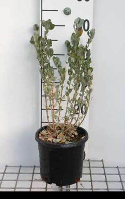 2 x Atriplex halimus - Tuinmelde 30- 40 cm in pot