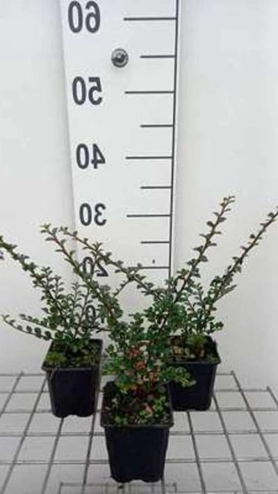 Dwergmispel Struiken - Cotoneaster Mispel - Tuin Decoratie - Horizontale Groeiwijze - 12 stuks 9x9 cm - Groen Rood