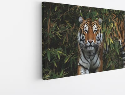 Saammp Canvas Schilderij - Tijger in Korea - Natuur - Dieren - 30x20 - Foto op canvas - Wanddecoratie - muurdecoratie Woonkamer - Slaapkamer decoratie - Canvas Print