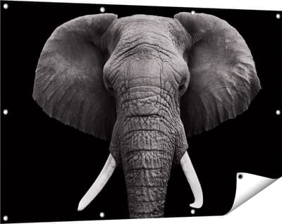 Gards Tuinposter Olifantenkop - Olifant - Zwart Wit - 120x80 cm - Tuindoek - Tuindecoratie - Wanddecoratie buiten - Tuinschilderij