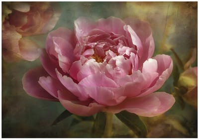 WALLARENA - Behang 150x105 cm - Fotobehang - Vliesbehang - grote vintage bloemen - voor slaapkamer en woonkamer - halfmatte afwerking