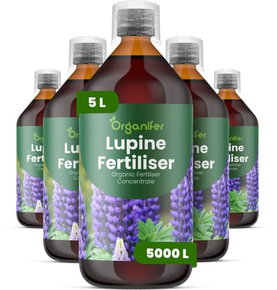 Vloeibare Meststof Voor Lupinus 5 L Voor 5000 L - Npk 2-1-8 - Geschikt Voor Alle Lupinus - Bevordert De Ontwikkeling Van Hoge - Rechtopstaande Bloemaren - Verhoogt De Intensiteit Van Levendige Kleuren En Verlengt De Bloeiduur - Organifer