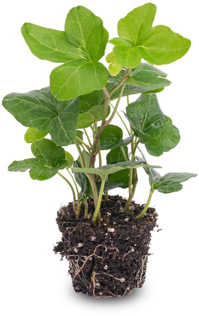 Hedera helix - Ø 7 cm