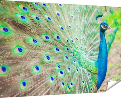 Gards Tuinposter Pauw met Kleurrijke Veren - 180x120 cm - Tuindoek - Tuindecoratie - Wanddecoratie buiten - Tuinschilderij