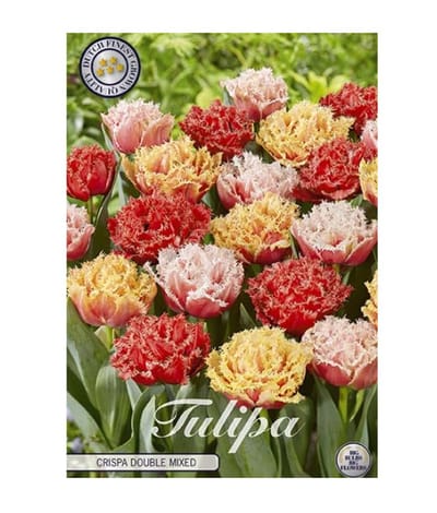 Dutch Finest Quality bloembollen Tulpen 10 stuks Tulp Fringed Crispa Double Mixed x10 12/+s
