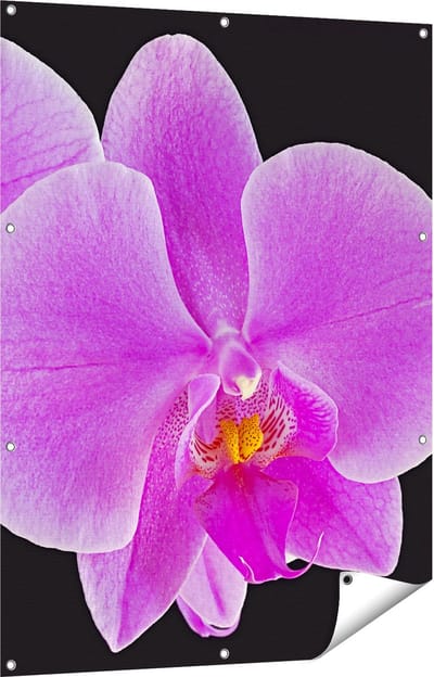 Gards Tuinposter Licht Paarse Orchidee - Bloem - 90x120 cm - Tuindoek - Tuindecoratie - Wanddecoratie buiten - Tuinschilderij