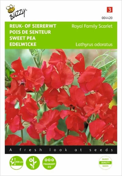 Reuk- of siererwt Royal Family rood - Lathyrus odoratus