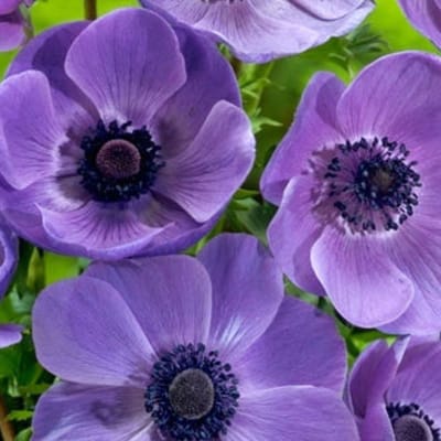 Anemoon (Anemone Coronaria) - Mr. Fokker - Bijen-Vlinders - Snijbloemen - Zomerbollen - Voorjaarsbollen - Vaste planten