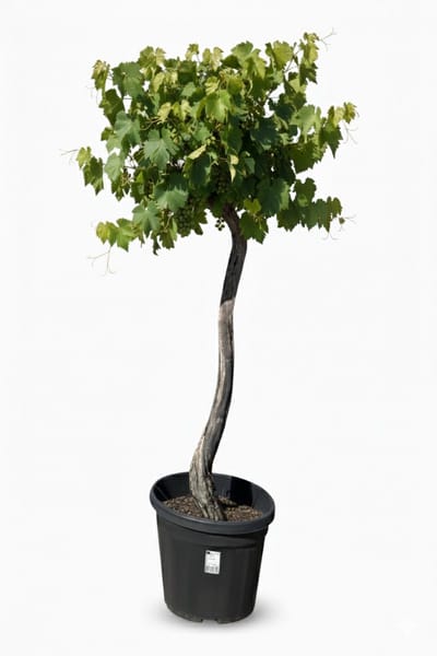 Sunny Tree – Vitis Vinifera ‘Monastrell' Druivenboom – 200 cm hoog – winterhard – Grote rode tafeldruiven – balkon, terras en tuin