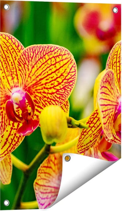 Gards Tuinposter Geel Rode Orchidee Bloemen - 40x60 cm - Tuindoek - Tuindecoratie - Wanddecoratie buiten - Tuinschilderij