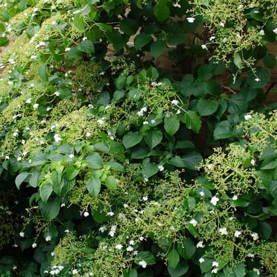 Bloomique - Hydrangea Petiolaris - Klimhortensia - Hortensia - Klimplanten - Tuinplanten - Winterhard - Hoogte 50-70 cm - Pot 15cm