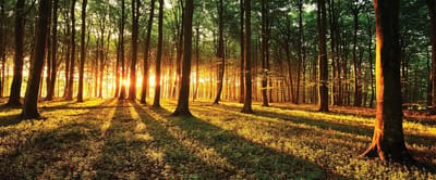 Forest Trees Beam Light Nature Photo Wallcovering