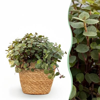 Plantenboetiek.nl | Calissia repens - Kattengras - Huisdiervriendelijk - Groen - met Mand - Ø12cm - 17-20cm hoog - Kamerplant - Arrangement - Plant met pot