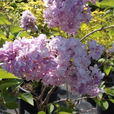 Syringa Vulgaris 'Katherine Havemeyer' - Sering 40-60 cm in pot