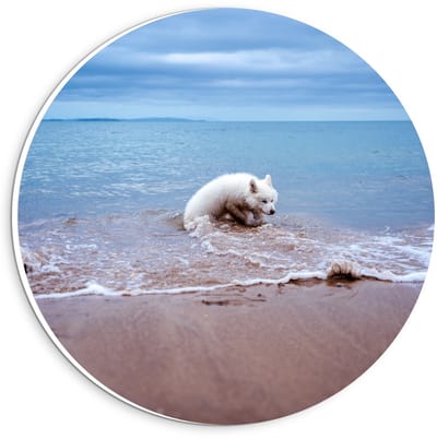 Forex Wandcirkel - Witte Hond in de Zee - 20x20cm Foto op Wandcirkel (met ophangsysteem)
