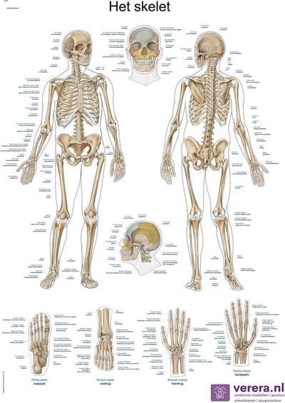 Anatomie poster skelet (Nederlands/Latijn, papier, 50x70 cm) + ophangsysteem