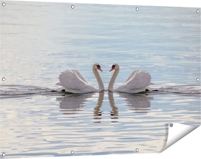Gards Tuinposter Zwanen Koppel op het Water - 120x80 cm - Tuindoek - Tuindecoratie - Wanddecoratie buiten - Tuinschilderij