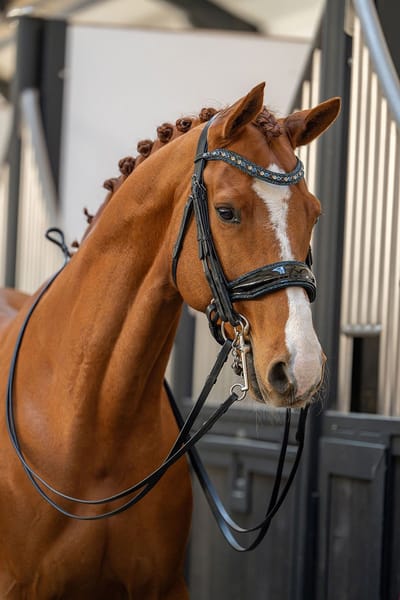 HB Showtime Stang en Trens Hoofdstel One in a Million - Black-Navy-Full