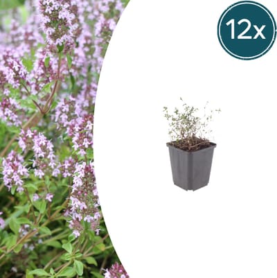 Tuinplantenshop.com | Thymus vulgaris | 12 stuks - Ø9cm - 10-25cm hoog - Tuinplant