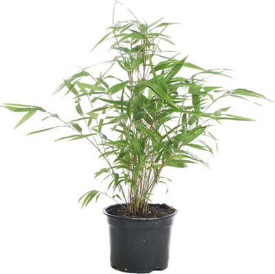 Bloomique - Fargesia Rufa - Bamboe Plant - Niet woekerend - Winterhard - Groenblijvend - Tuinplanten - Hoogte 10-20 cm - Pot 10 cm