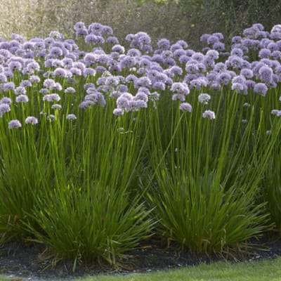 6 x Sierlook / Sierui Summer Beauty - Vaste Plant in Pot - Allium 'Summer Beauty' in 9x9 pot met hoogte 0-10cm
