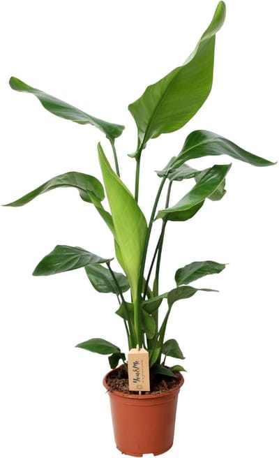 Plantenboetiek.nl | Strelitzia Nicolai - Ø19cm - 80-90cm hoog - Kamerplant - Groenblijvend