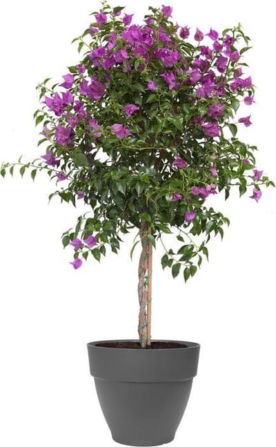 Elho Vibia Campana Rond 40 - Bloempot voor Buiten met Afwateringsgaten - 100% Gerecycled Plastic - Ø 39.0 x H 33.4 cm - Antraciet