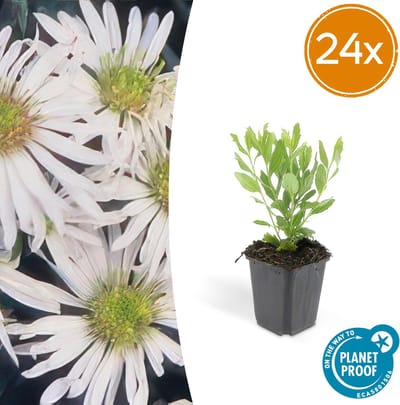 Tuinplantenshop.com | Aster ageratoides 'Ashvi' | 24 stuks - Ø9cm - 10-25cm hoog - Tuinplant