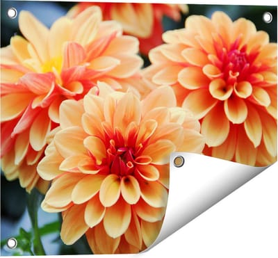 Gards Tuinposter Oranje Dahlia Bloemen - 50x40 cm - Tuindoek - Tuindecoratie - Wanddecoratie buiten - Tuinschilderij