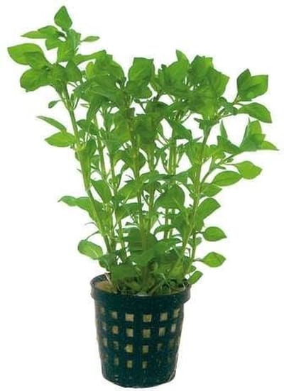 Moerings Ludwigia Palustris Groen in 5 cm pot