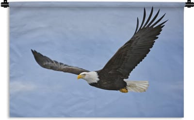 Wandkleed Amerikaanse zeearend - Een vliegende Amerikaanse zeearend Wandkleed katoen 150x100 cm - Wandtapijt met foto