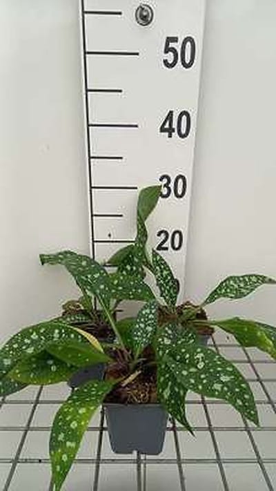 6x Pulmonaria - Pulmonaria hybr. 'Trevi Fountain' | 9x9 cm pot