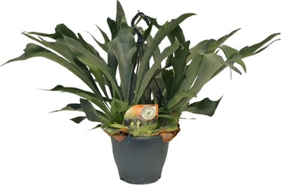 Plantenboetiek.nl | Platycerium Bifurcatum - Ø21cm - 40-50cm hoog - Kamerplant - Groenblijvend