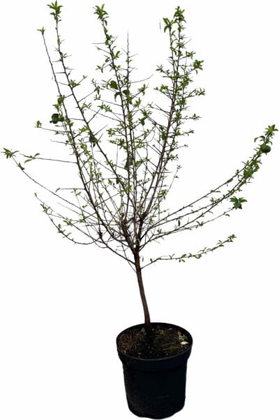 Sleedoorn 100-125 cm (in pot) - Prunus spinosa - Ø26 cm - inheemse plant - vogelaantrekkelijk door zijn bessen - witte bloemen