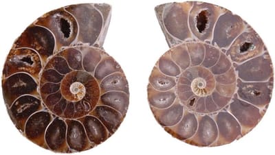 Ammoniet fossielen set van 2 stuks, natuurlijke stenen voor fossielonderzoek en archeologie, 4 cm diameter