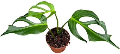 Monstera Burle Marx Flame - Kamerplant - Potmaat Ø17 cm
