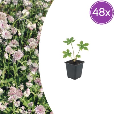 Tuinplantenshop.com | Astrantia major | 48 stuks - Ø9cm - 10-25cm hoog - Tuinplant