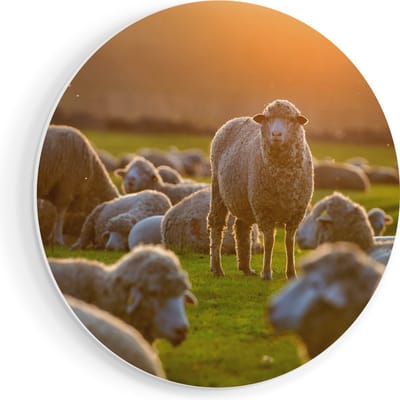 Artaza Forex Muurcirkel Kudde Schapen bij Zonsondergang - 90x90 cm - Groot - Wandcirkel - Rond Schilderij - Muurdecoratie Cirkel