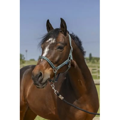 Halster voor paarden Norton Grooming