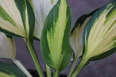 6x Hartlelie - Hosta hybr. 'Color Festival' | 9x9 cm pot
