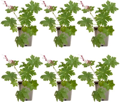 Bloomique - Set van 6 - Geranium Macrorrhizum ‘Spessart’ - Ooievaarsbek - Bodembedekker - Rijkbloeiend - Winterhard - Vaste plant - Geurend - 10-20 cm hoog - 9 cm pot