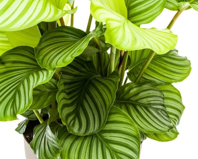 Calathea Orbifolia Ø27cm - 70