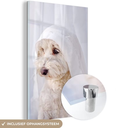 ® Glasschilderij 120x180 cm - Schilderij acrylglas - Een witte Maltezer hond kijkt uit een raam - Foto op glas - Muurdecoratie woonkamer - Wanddecoratie slaapkamer - Schilderijen
