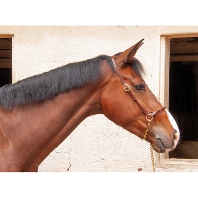 Lederen halster voor paarden T de T