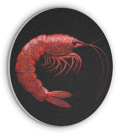 Akoestisch wandpaneel rond 50x50 cm - Vilt schilderij Garnaal - Rood - Dieren - Ronde akoestische panelen - Geluidsdempende wanddecoratie - Geluidsisolatie wandcirkel - Muurdecoratie geluidspanelen