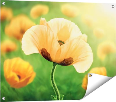 Gards Tuinposter Oranje Klaproos Bloemen - 80x60 cm - Tuindoek - Tuindecoratie - Wanddecoratie buiten - Tuinschilderij
