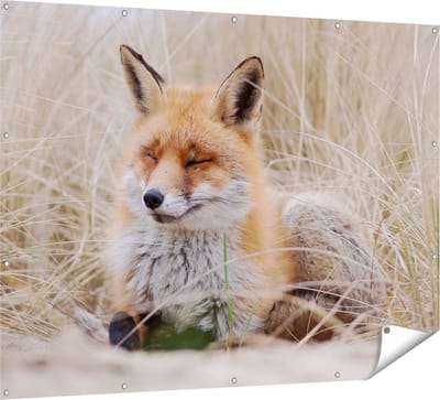 Gards Tuinposter Vos in de Duinen - 160x120 cm - Tuindoek - Tuindecoratie - Wanddecoratie buiten - Tuinschilderij
