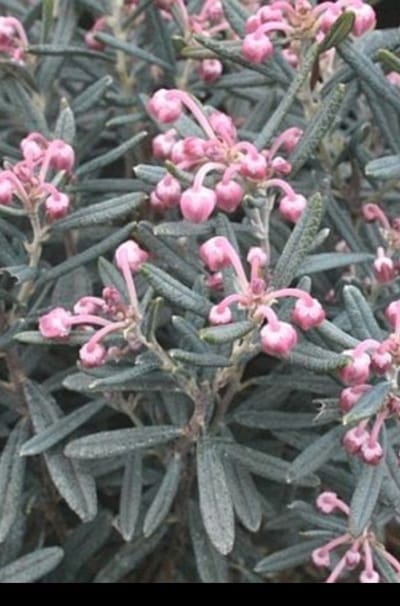 Andromeda pol. 'Blue Ice' - Rotsheide, Lavendelheide 15- 20 cm in pot