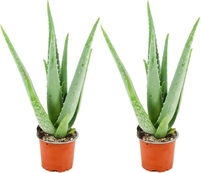 ZynesFlora - Aloë Vera - 2 Stuks - Ø 10,5 cm - Hoogte: 35 - 40cm - Kamerplant - Aloë - Succulent - Vetplant