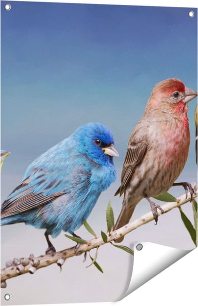 Gards Tuinposter Kleurrijke Zangvogels op een Tak - Kleur - 60x80 cm - Tuindoek - Tuindecoratie - Wanddecoratie buiten - Tuinschilderij